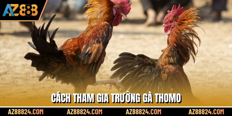 Cách tham gia trường gà Thomo