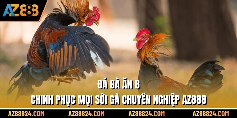 Đá Gà Ăn 8 - Chinh Phục Mọi Sới Gà Chuyên Nghiệp AZ888