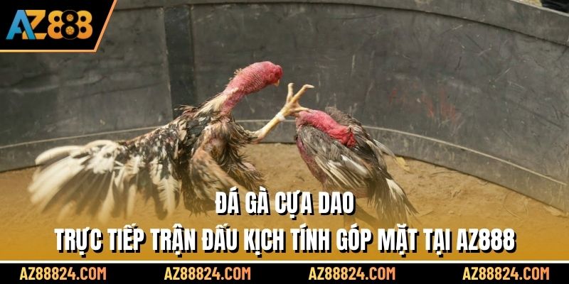 Đá Gà Cựa Dao - Trực Tiếp Trận Đấu Kịch Tính Góp Mặt Tại AZ888