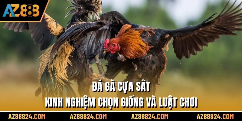 Đá Gà Cựa Sắt - Kinh Nghiệm Chọn Giống Và Luật Chơi