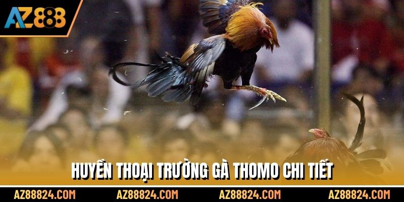 Huyền thoại trường gà Thomo chi tiết