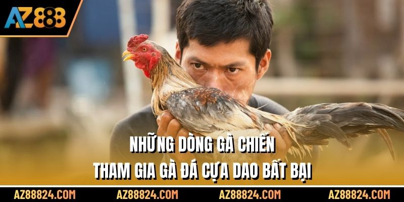 Những dòng gà chiến tham gia gà đá cựa dao bất bại