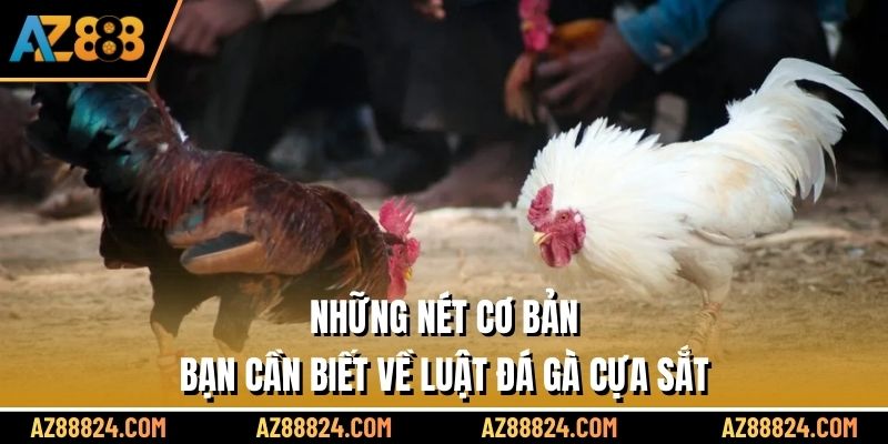 Những nét cơ bản bạn cần biết về luật đá gà cựa sắt