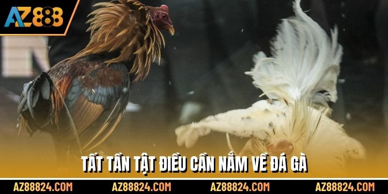 Tất tần tật điều cần nắm về đá gà