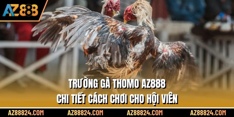 Trường Gà Thomo AZ888 – Chi Tiết Cách Chơi Cho Hội Viên